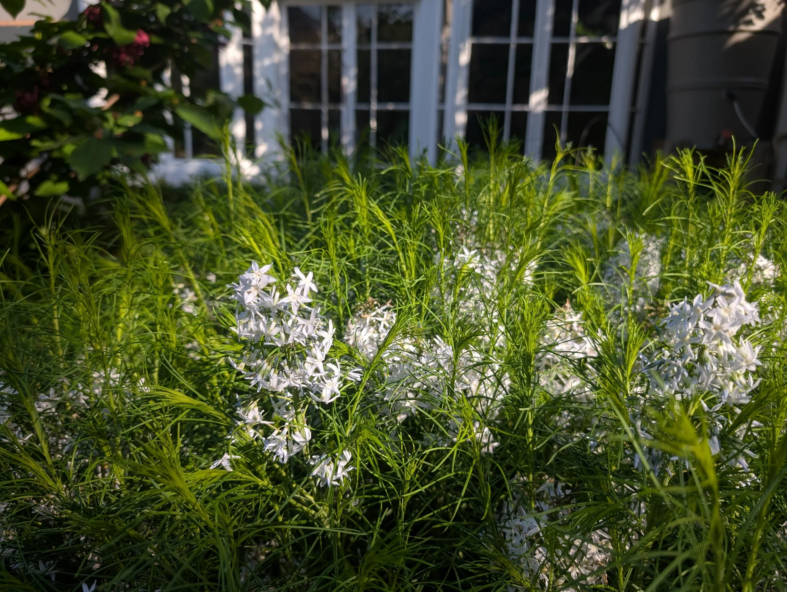 02_Amsonia.jpg