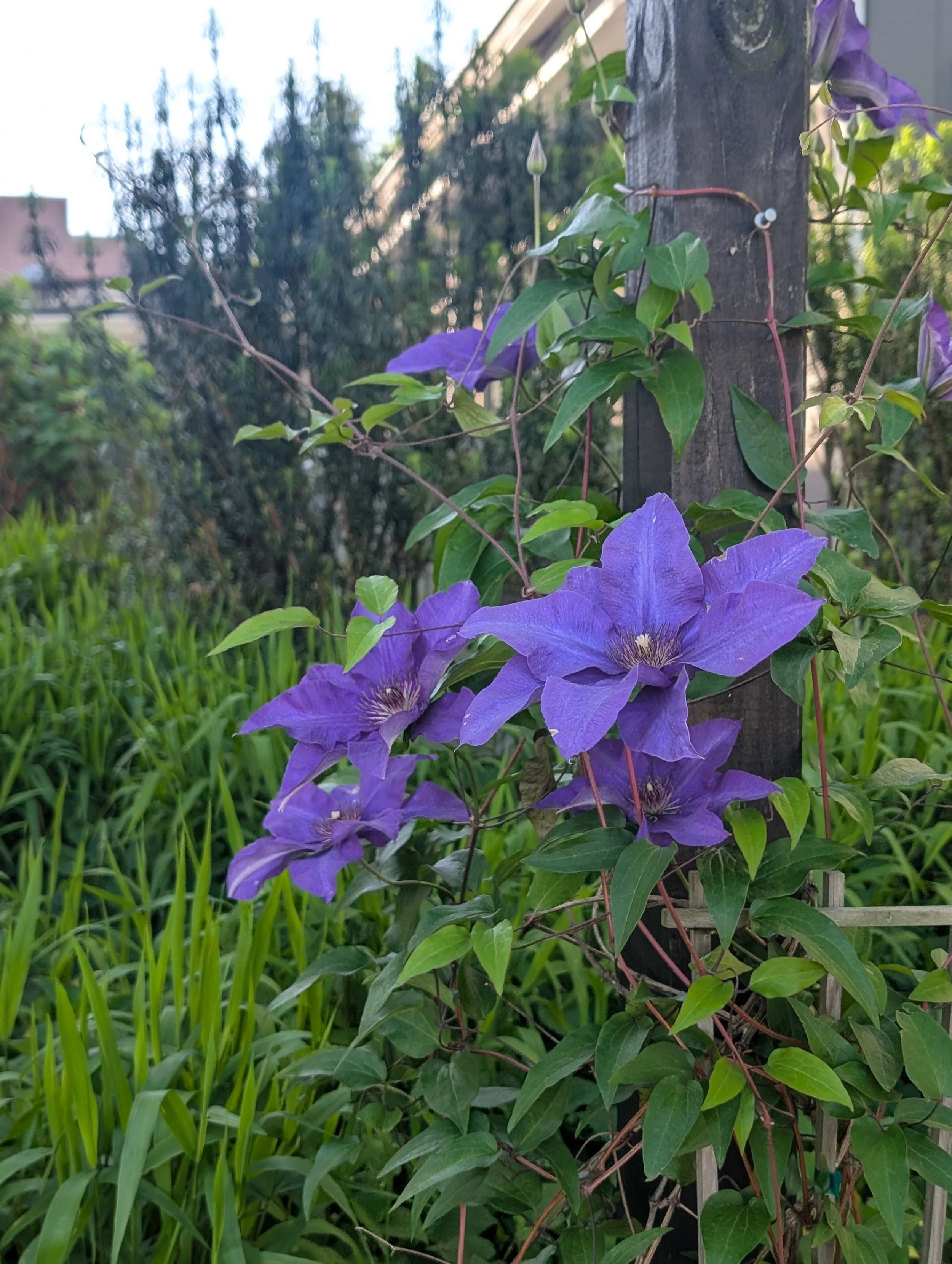 04_Clematis.jpg