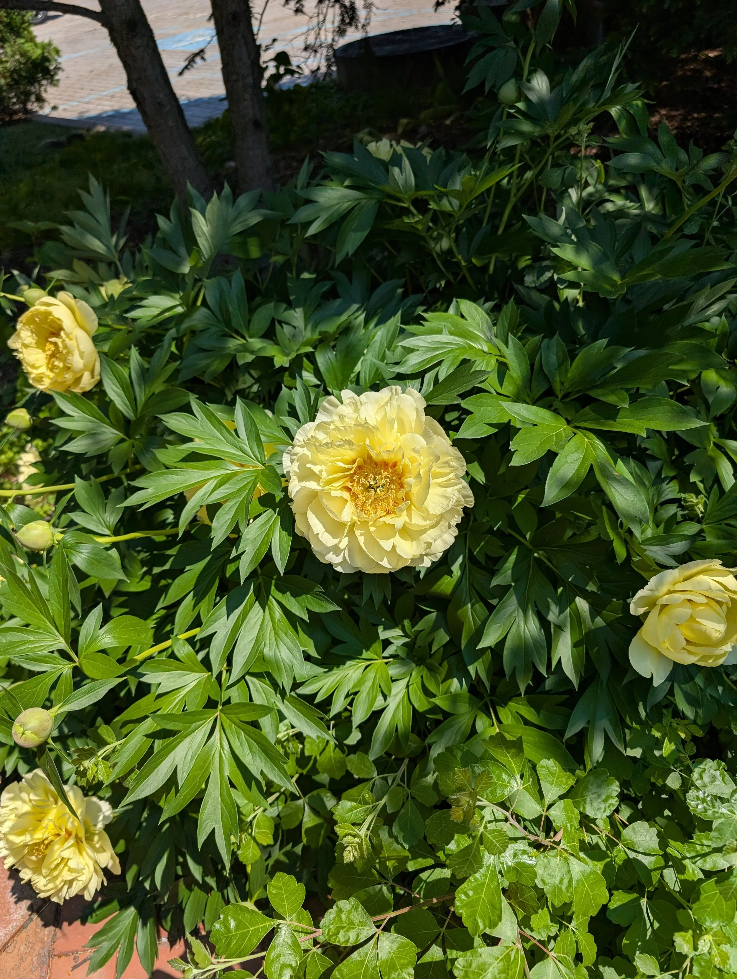 05_Peony.jpg