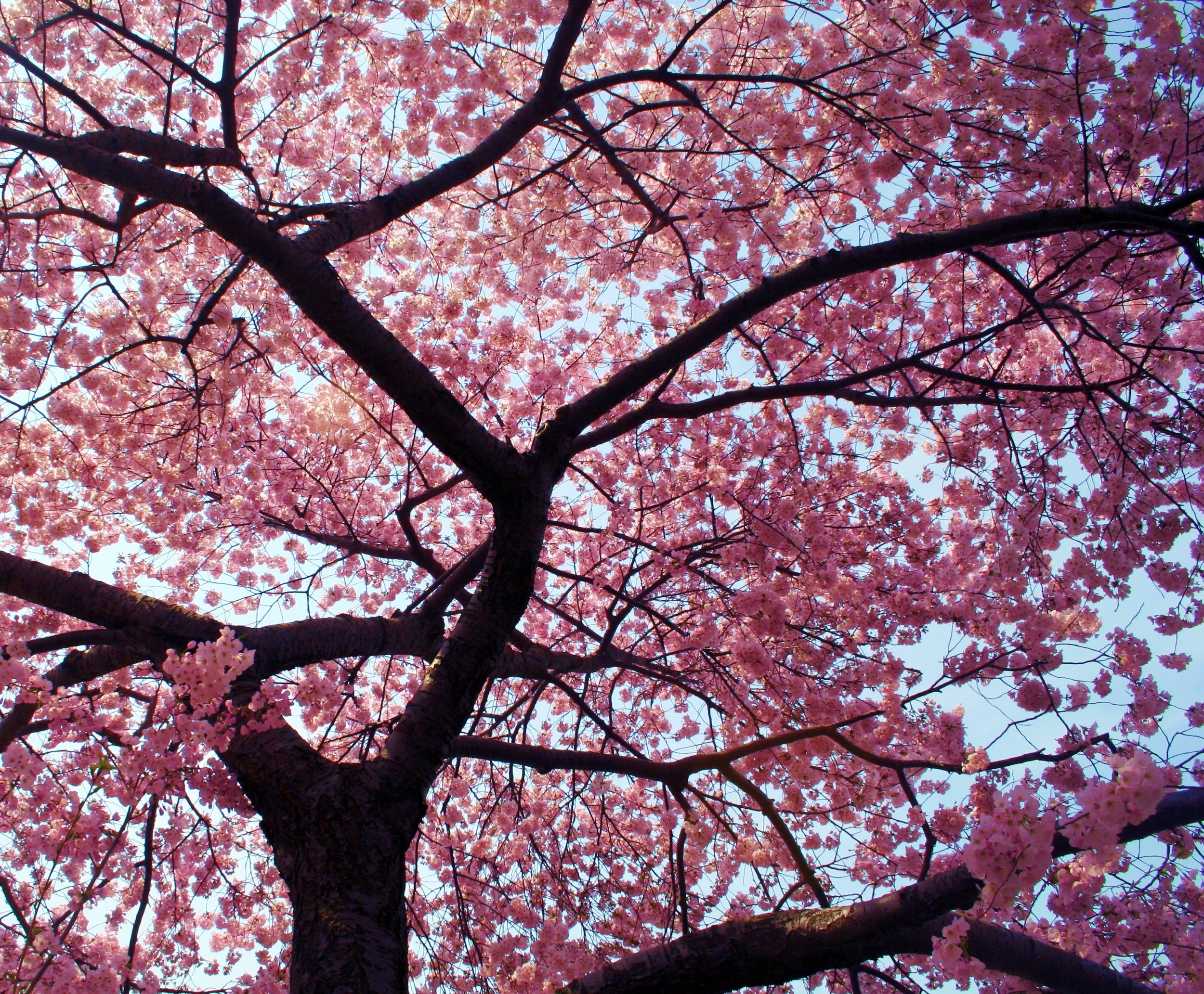 spring_cherry_blossoms_13493323951.jpg
