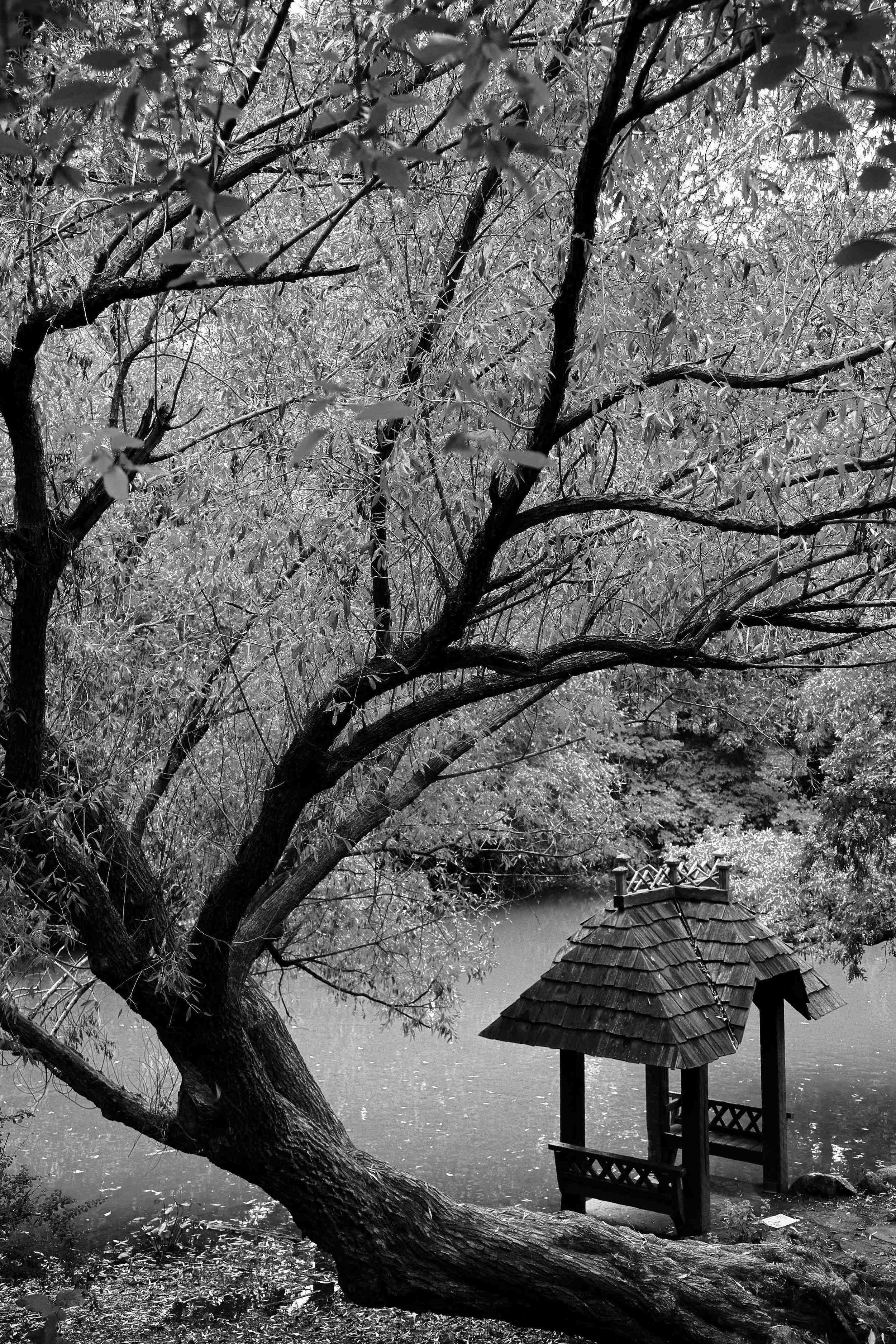 W1-Central Park River Tree B&W.jpg