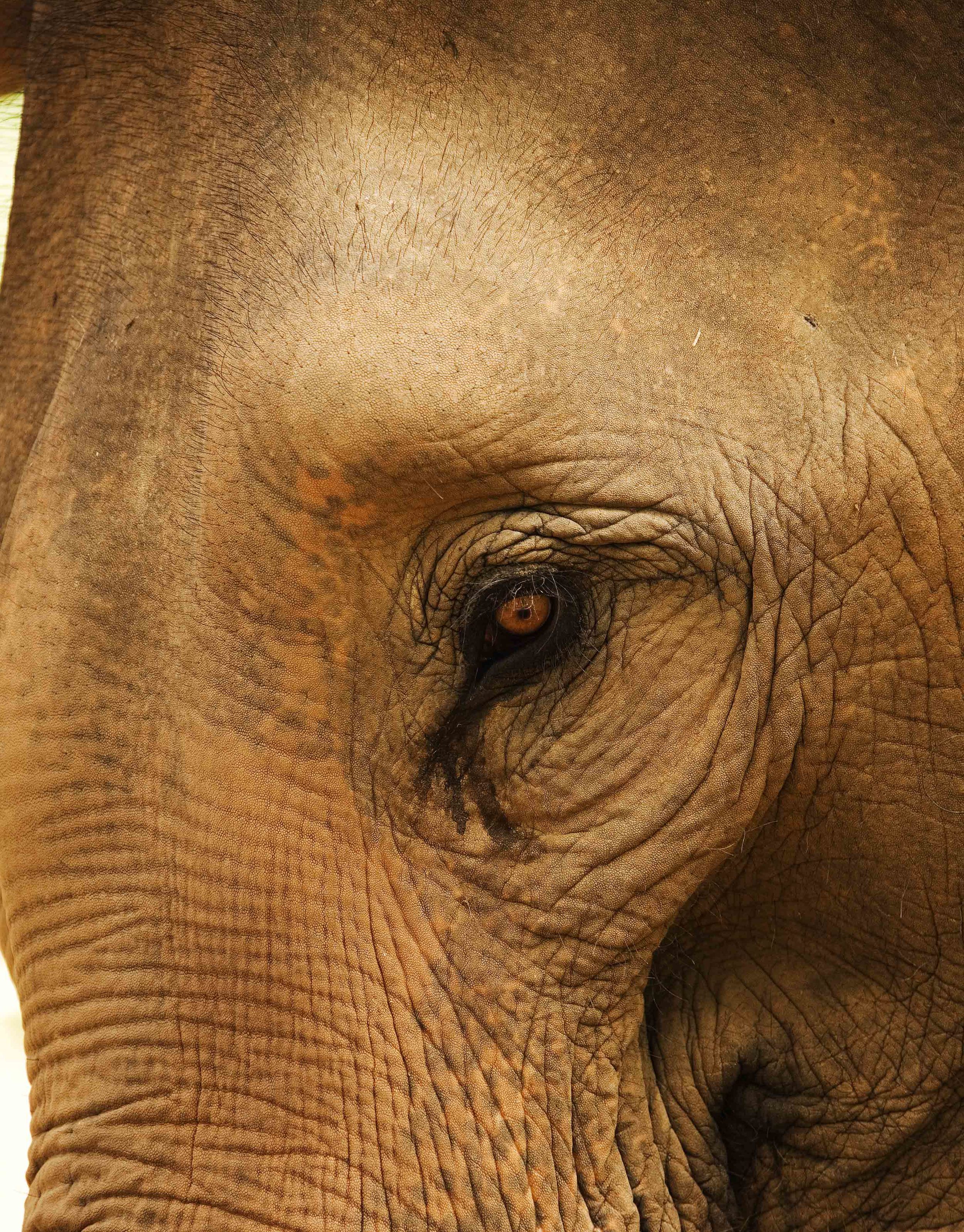 A-Elephant Close Up 2A.jpg