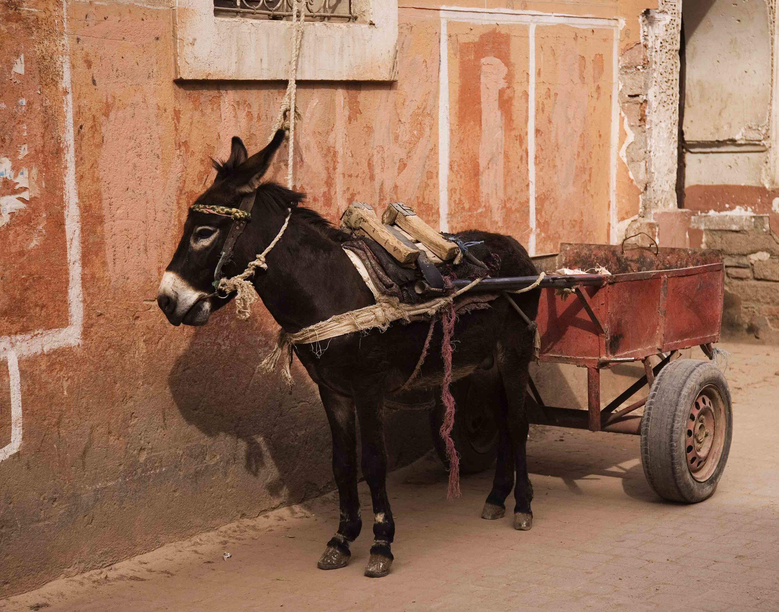A-Donkey in Medina 1A 11x14.jpg