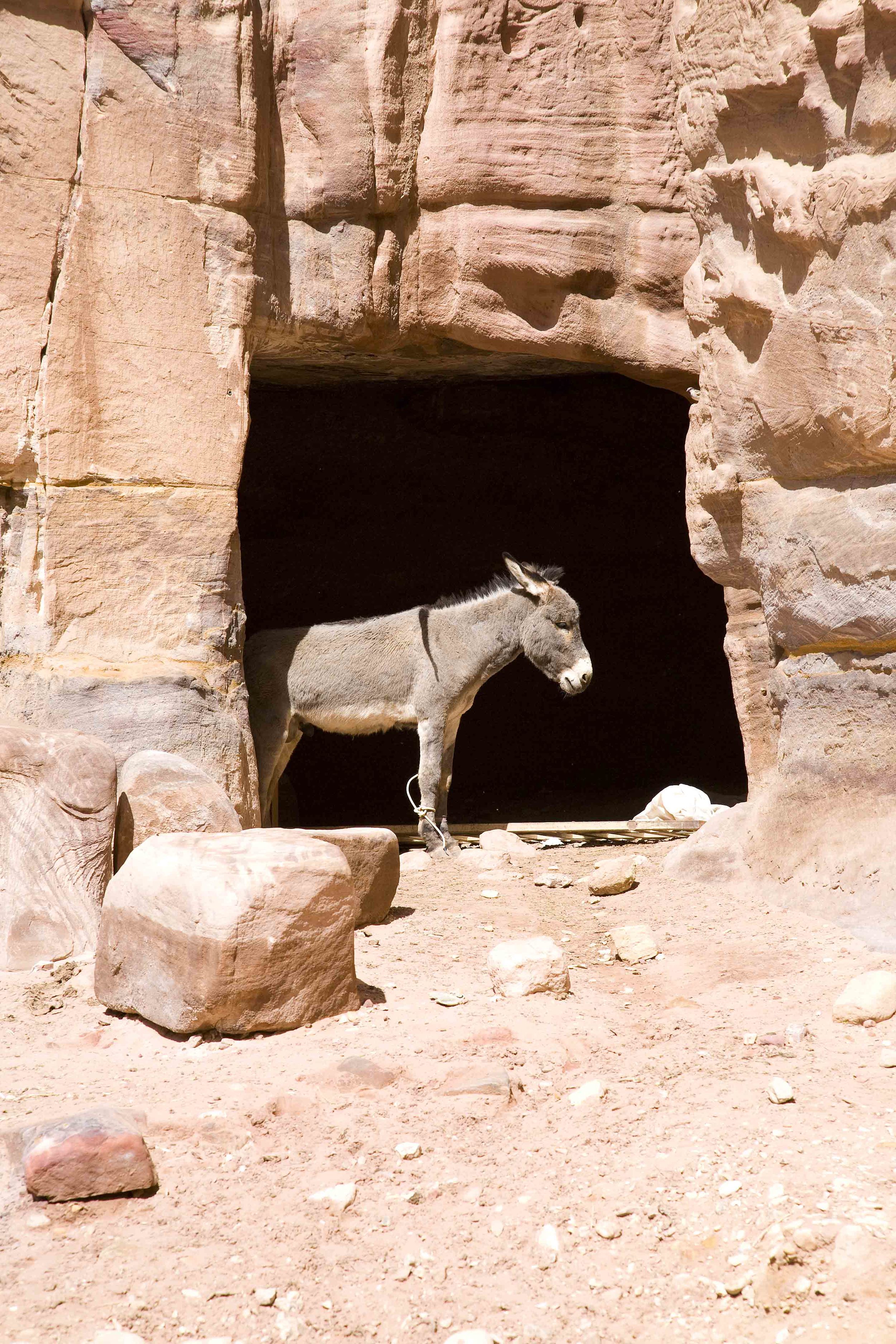 A-Donkey in the Door 1A.jpg
