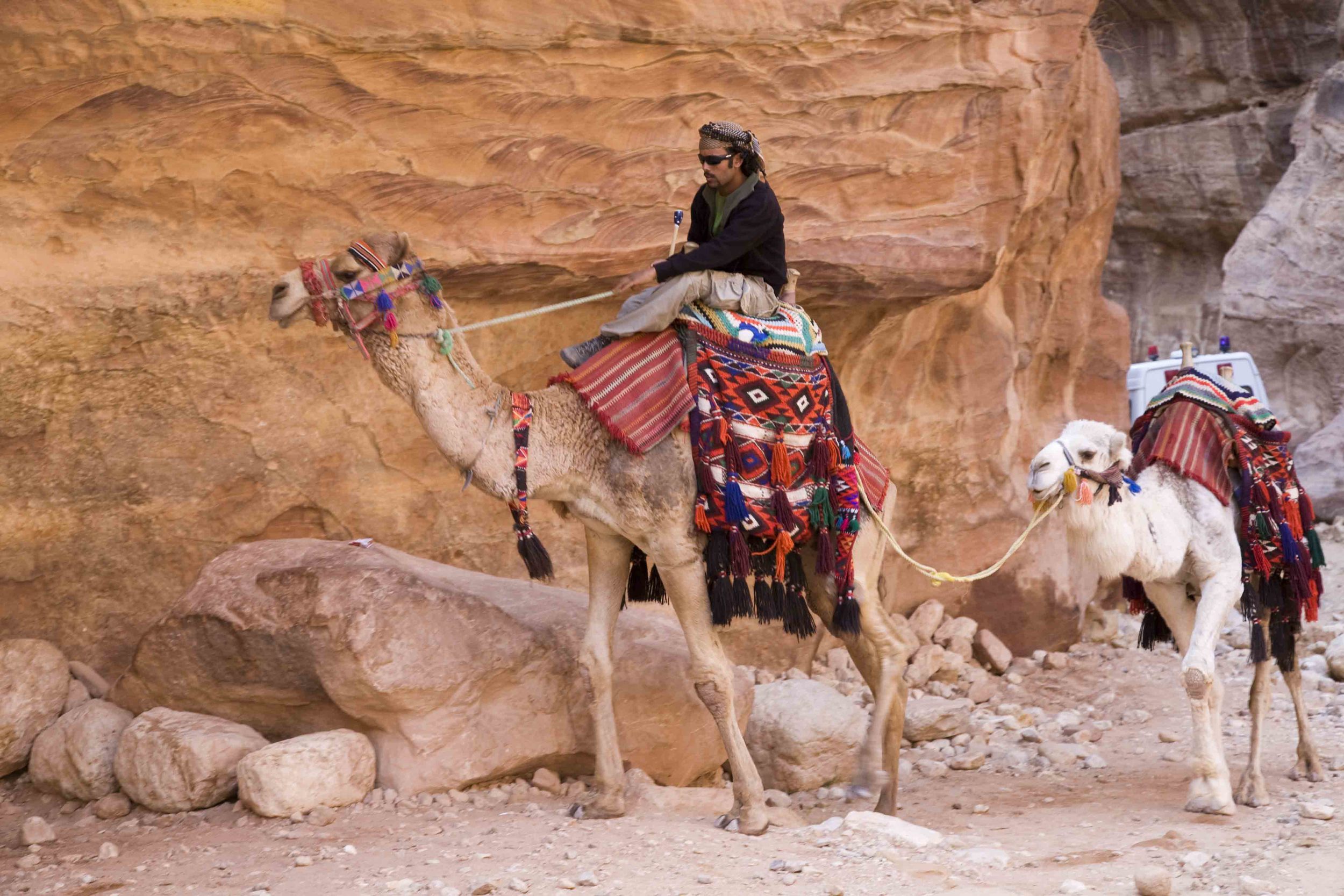 A-Petra Camels 1A.jpg