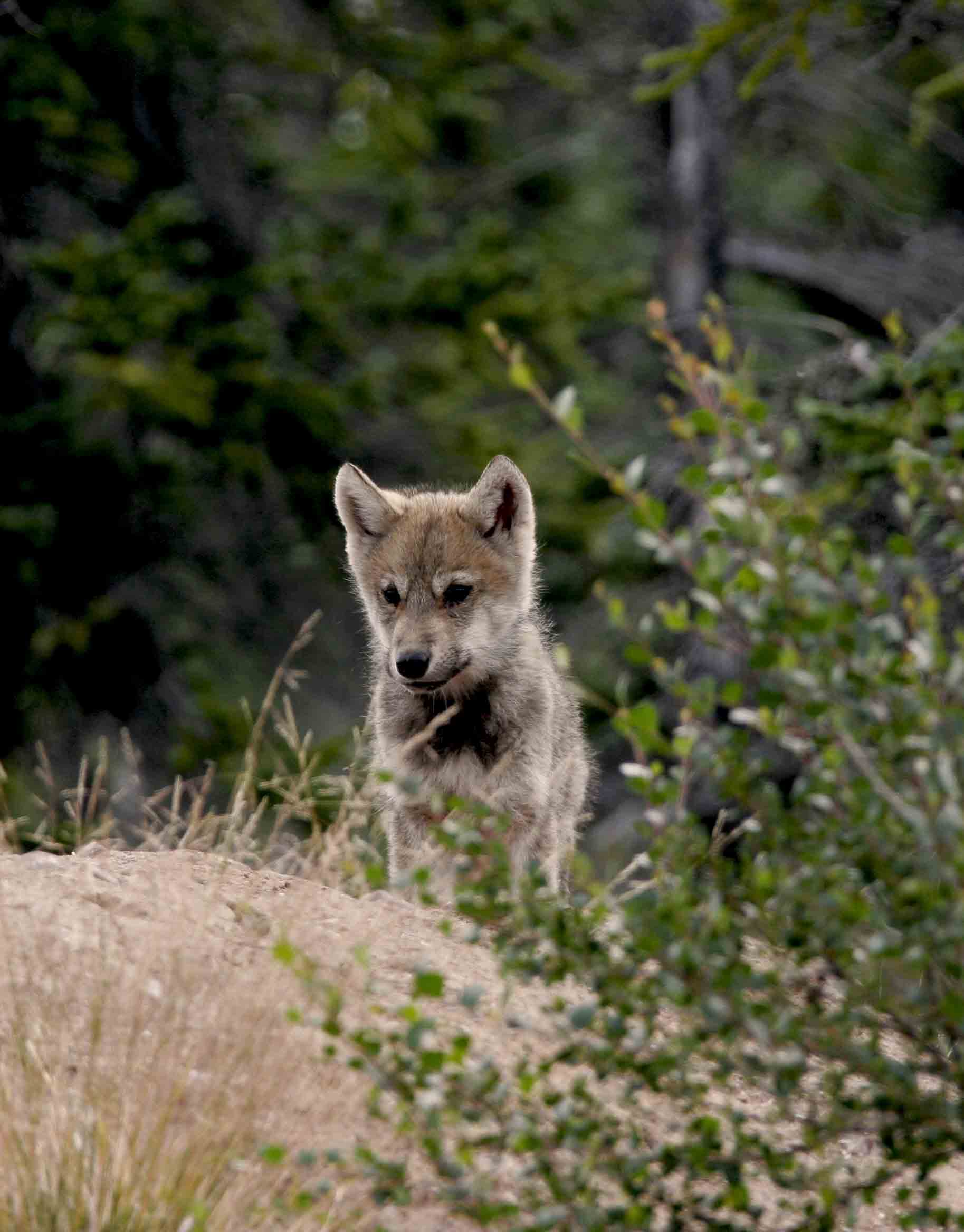 A-Wolf Puppy 1A.jpg