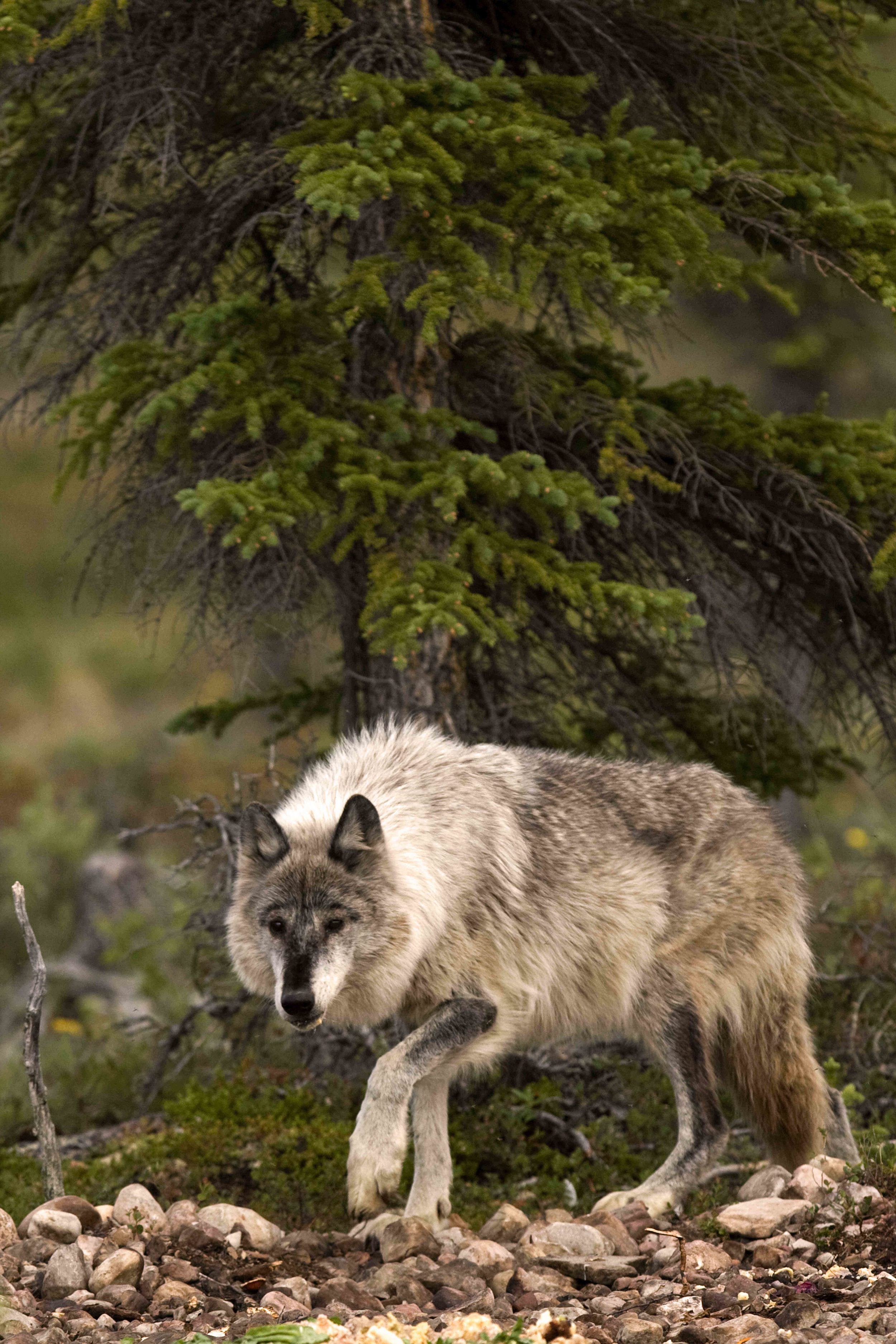 Wolf 2.jpg