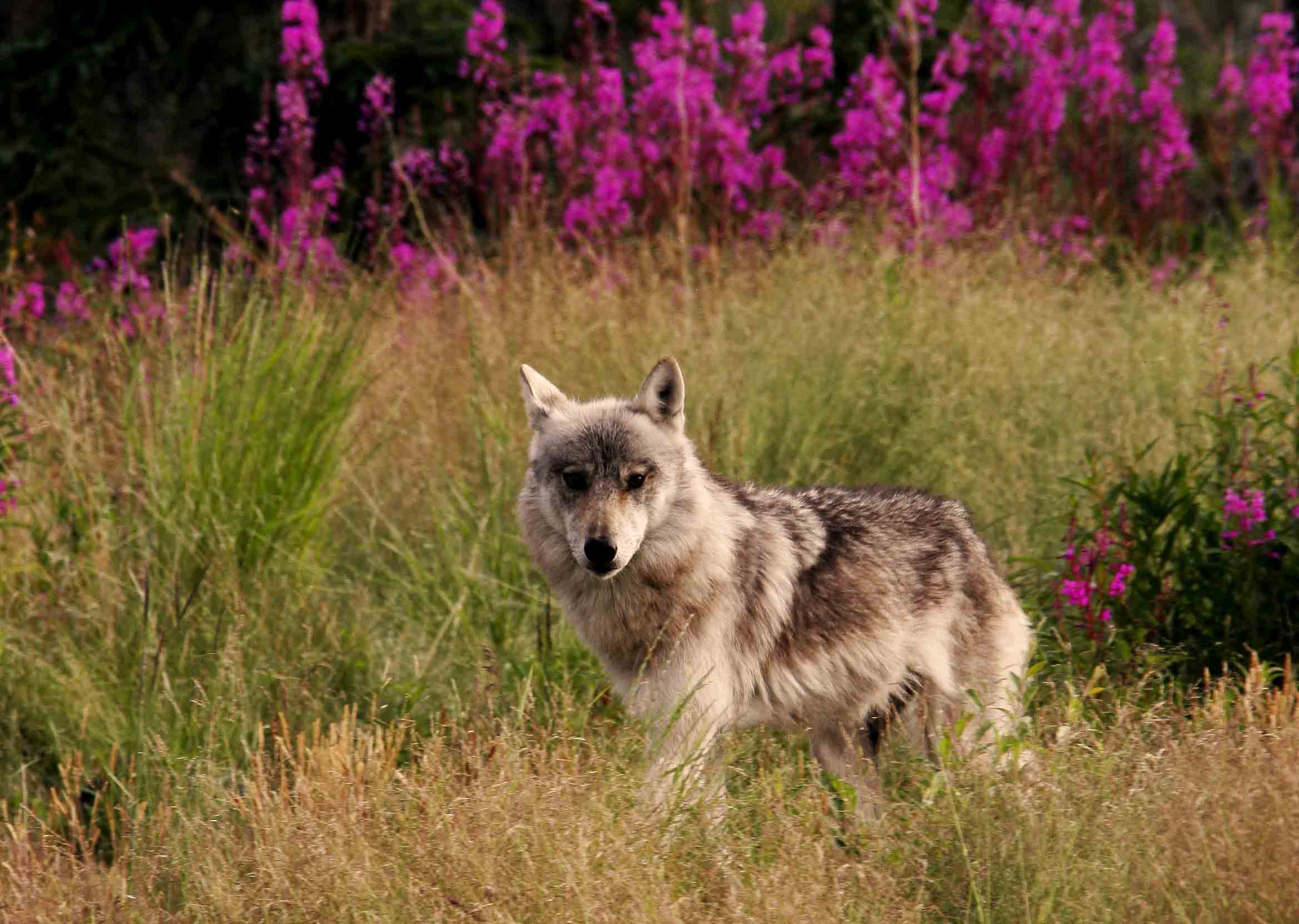 Wolf 2A1 10 x 14.jpg