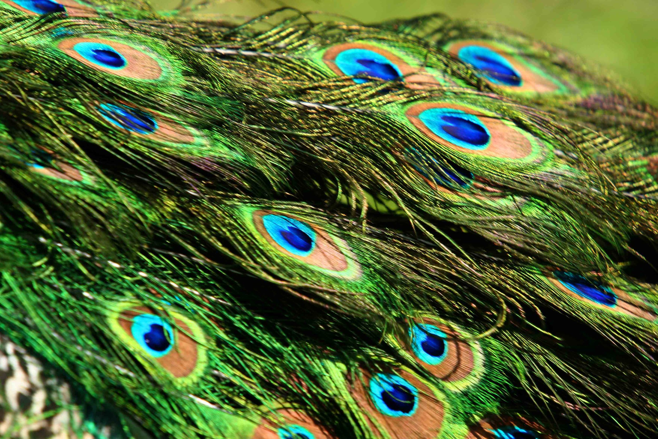 A-Peacock Feathers 2.jpg