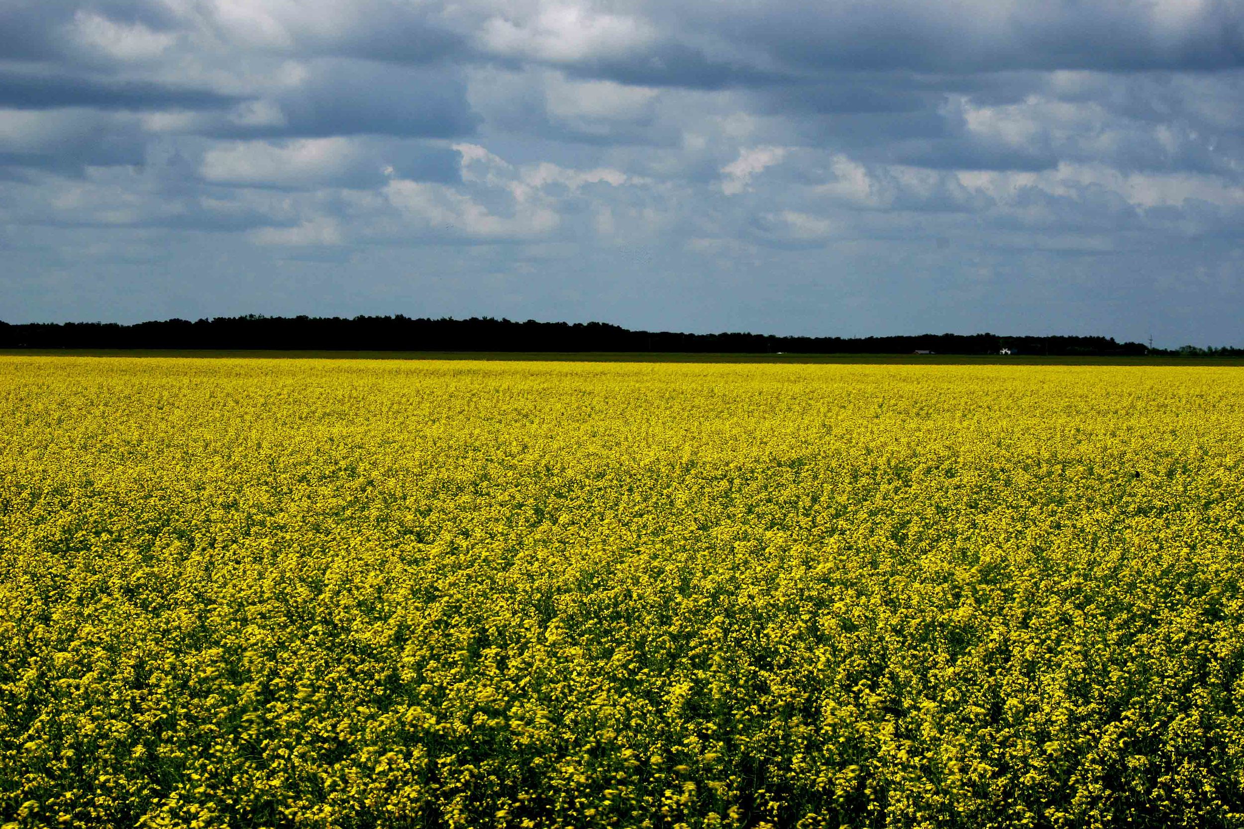 Canola Field 1A.jpg