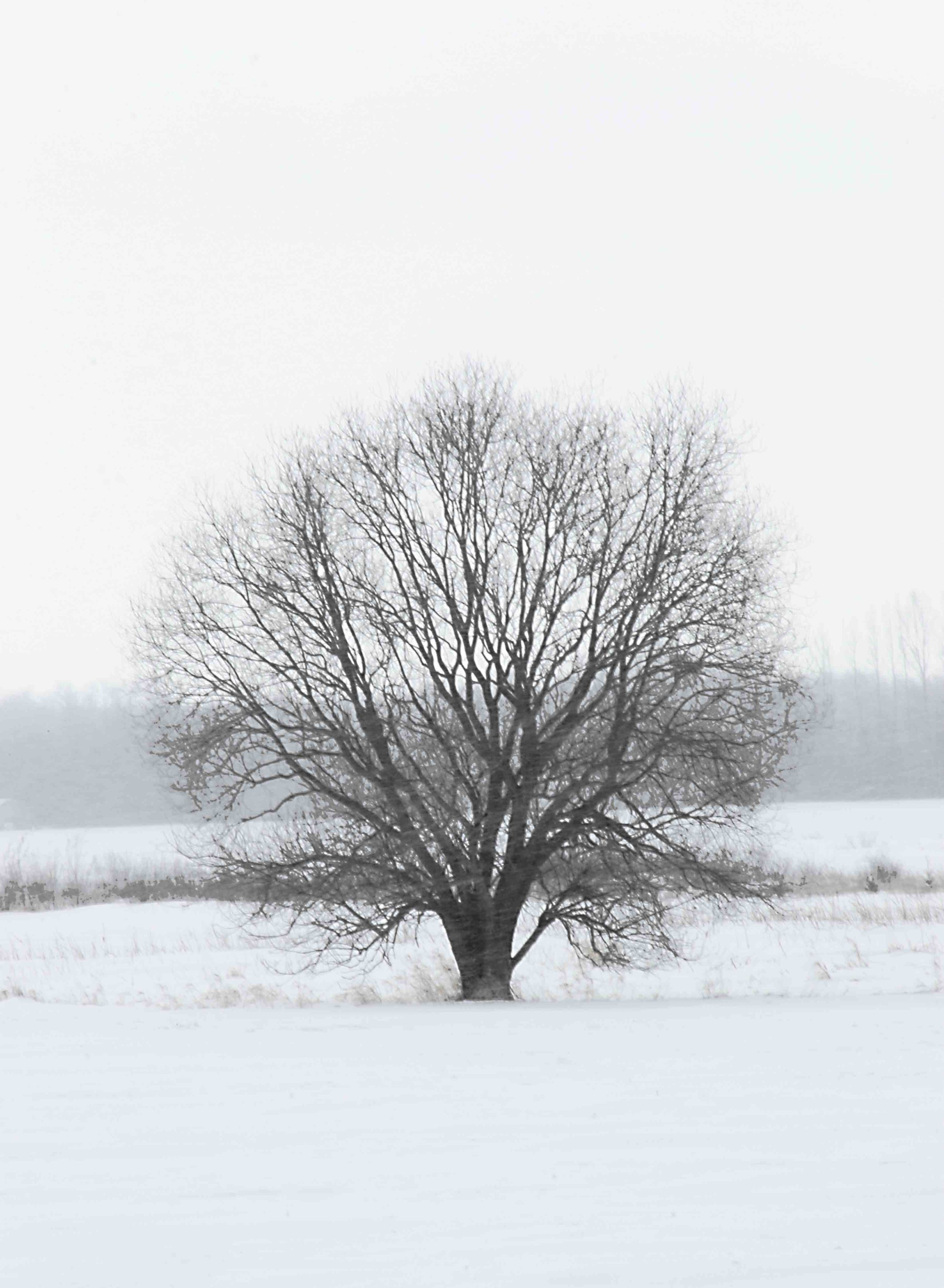 A-Winter Tree 6.jpg