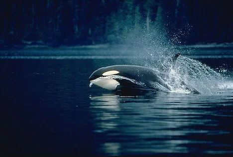 breaching-orca_2673.jpg