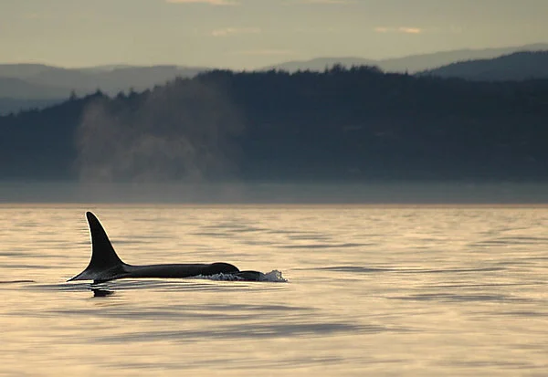 orca3-M.jpg
