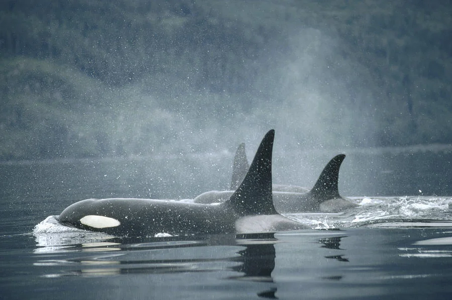 orca-orcinus-orca-group-surfacing-flip-nicklin.jpg