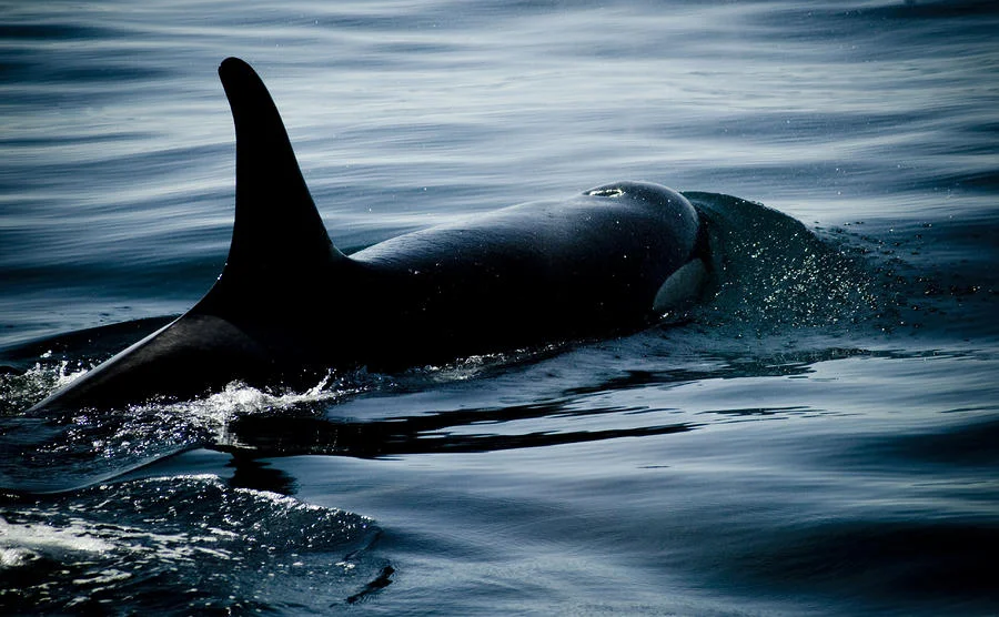 orca-whale-craig-perry-ollila.jpg