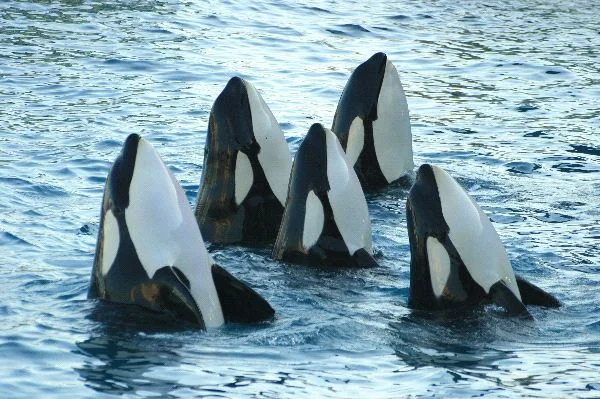 Herd_of_Killer_Whales_600.jpg