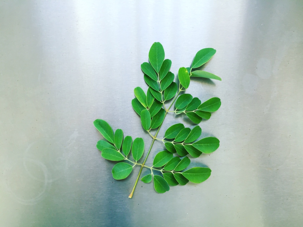 Moringa Fresh picked 2016.jpeg