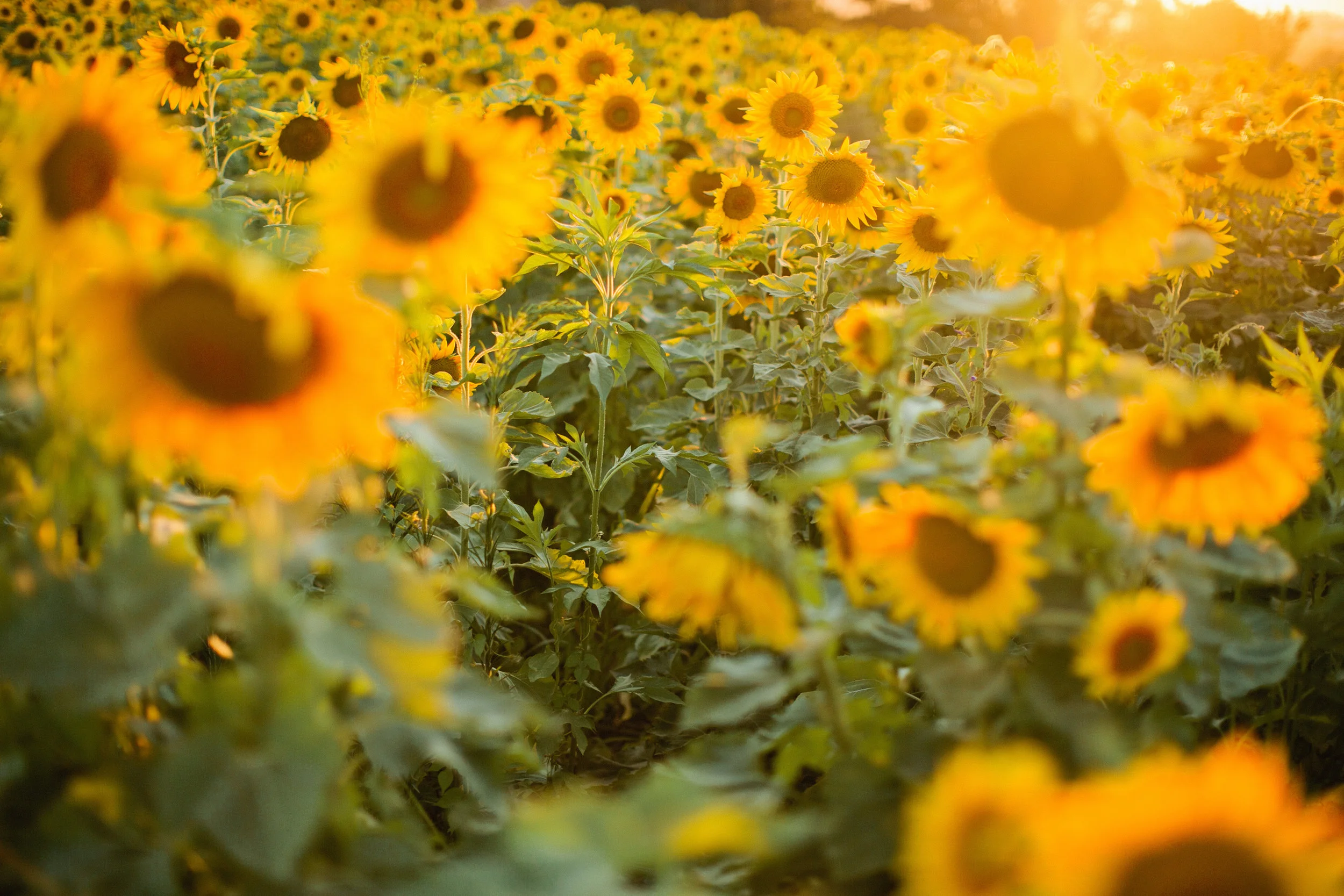 Photos in an Iowa Sunflower Field — Midwest Wedding and Senior Photographer