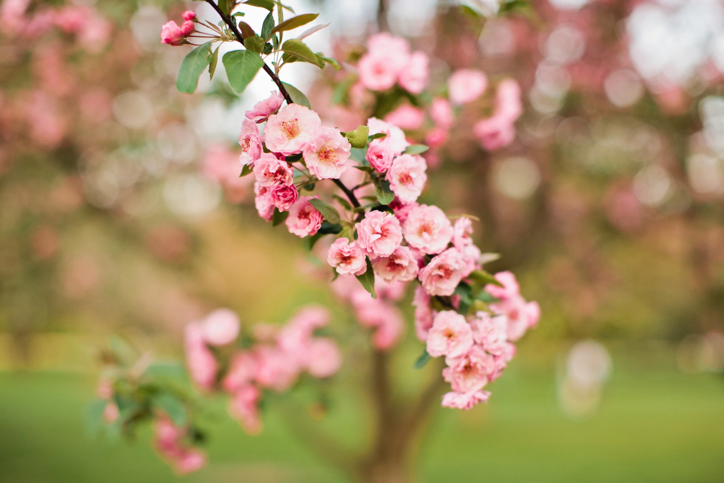 spring cherry trees Des Moines amelia renee photography
