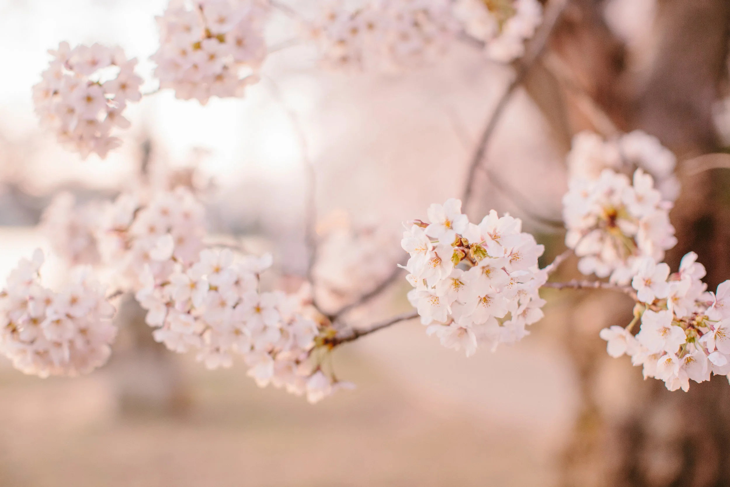 Cherry Blossoms Engagement Session | Tidal Basin | DC Wedding Photographer