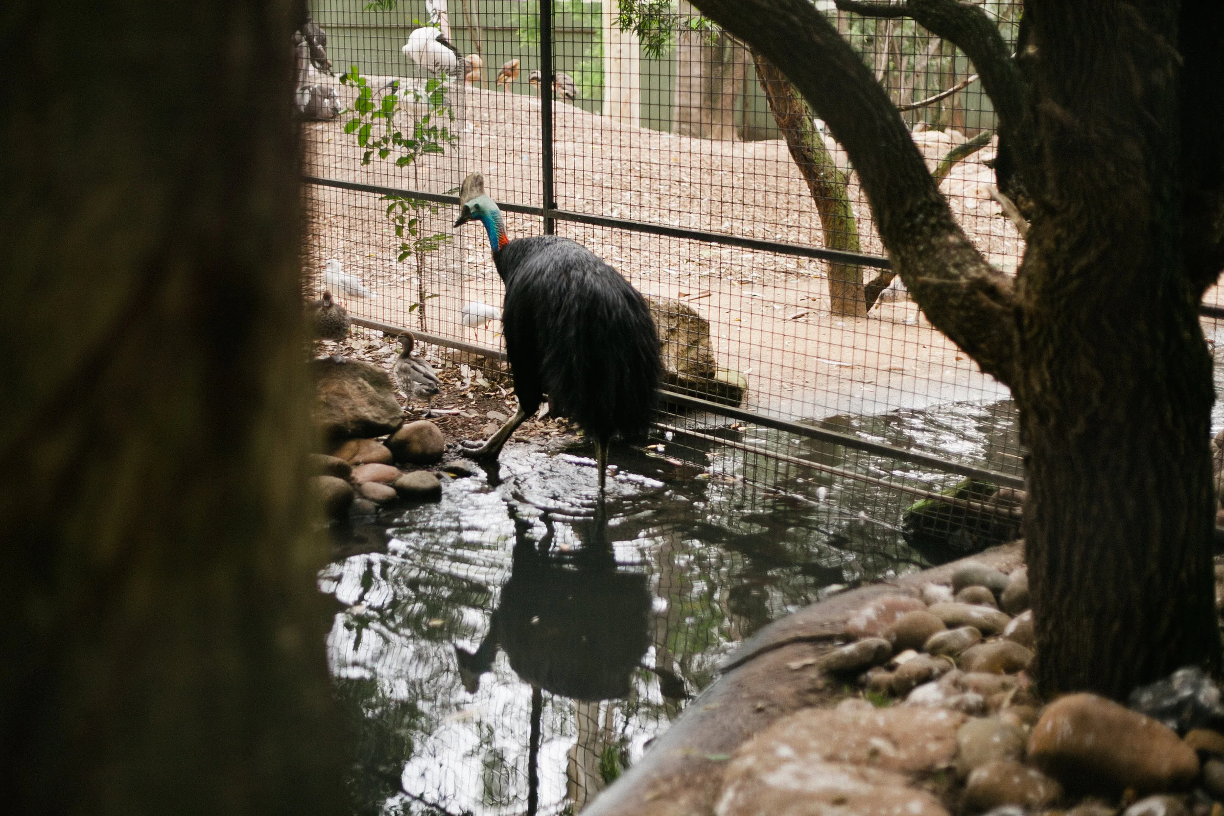 see kangaroos and birds in australia