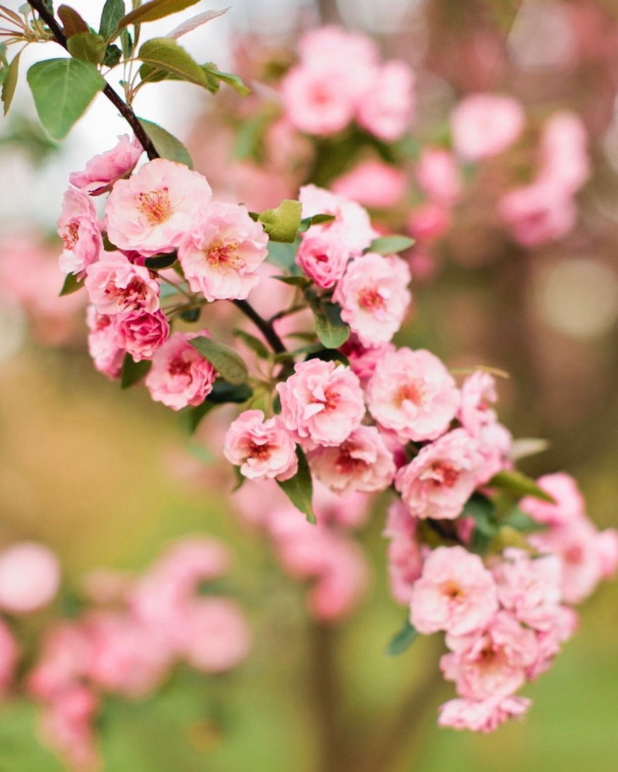 Spring is just around the corner. Seriously!! 😍 In light of that, would anyone be interested in booking some spring mini sessions with the cherry blossoms? This would be great for family photos, couple photos, senior pictures... or pretty much anyth