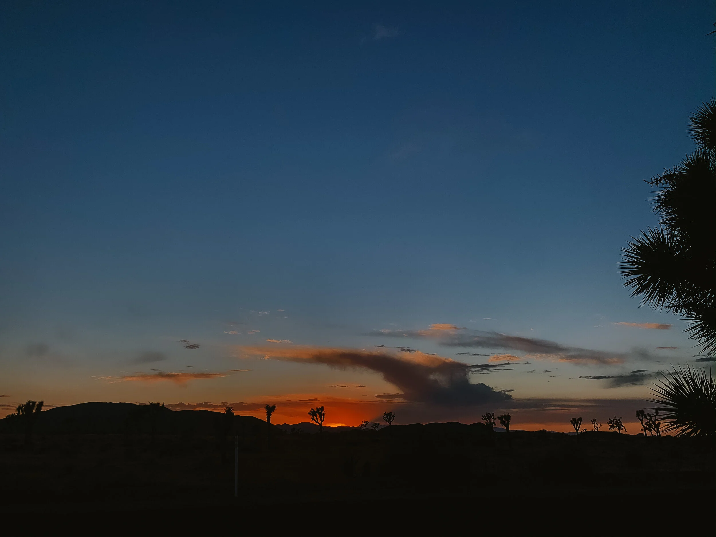 Joshua Tree + Palm Springs