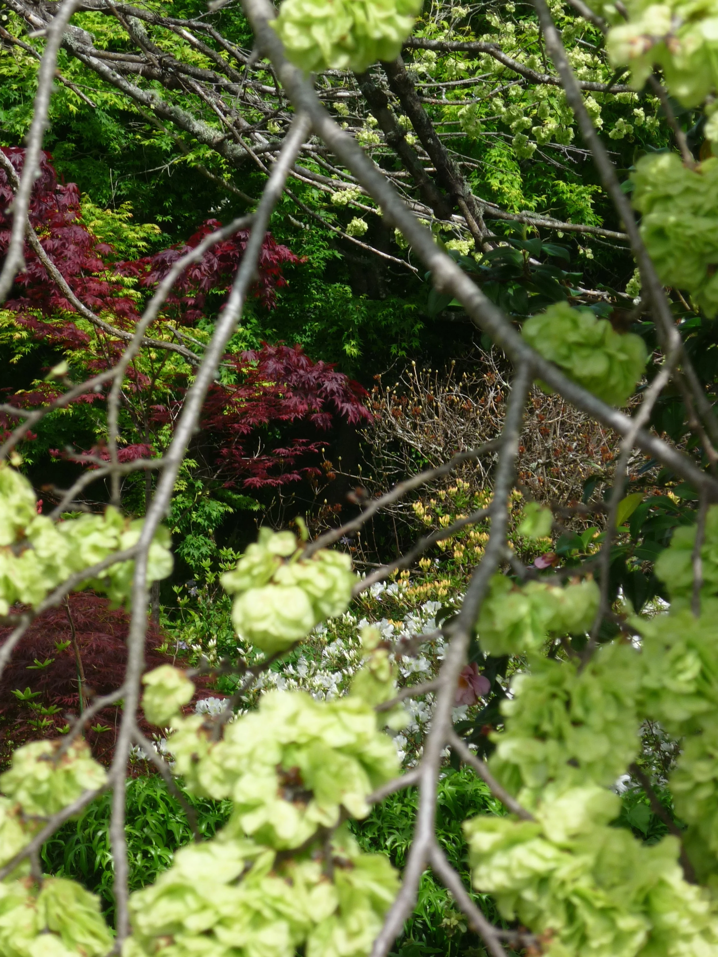 Close-up of budding green flowers and branches on a tree with a lush green garden background.