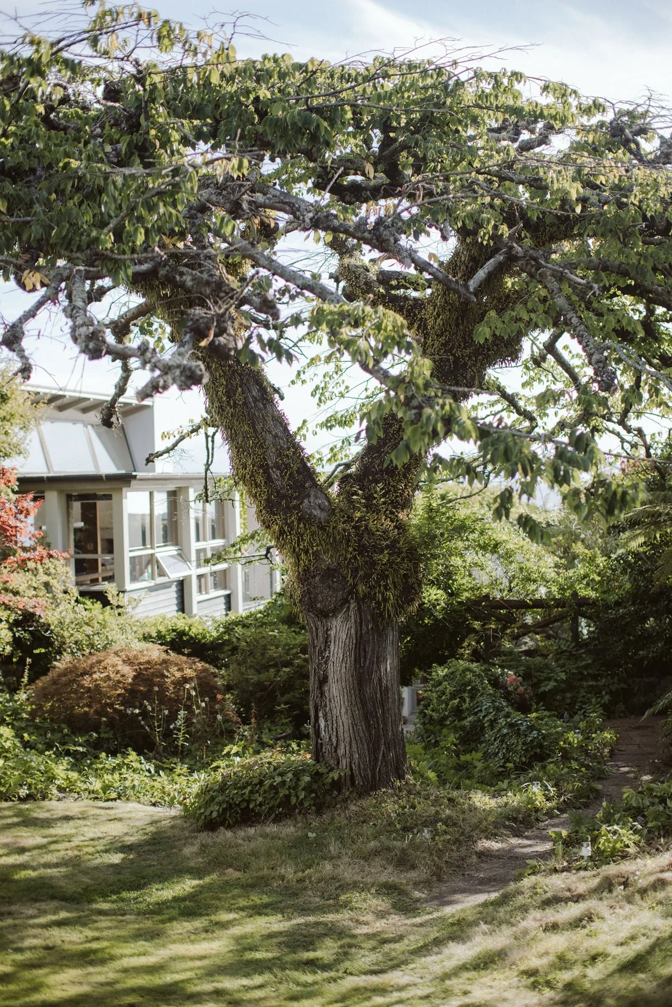 A large tree with a thick trunk and branches covered in moss in a lush garden with various plants and a modern house in the background.