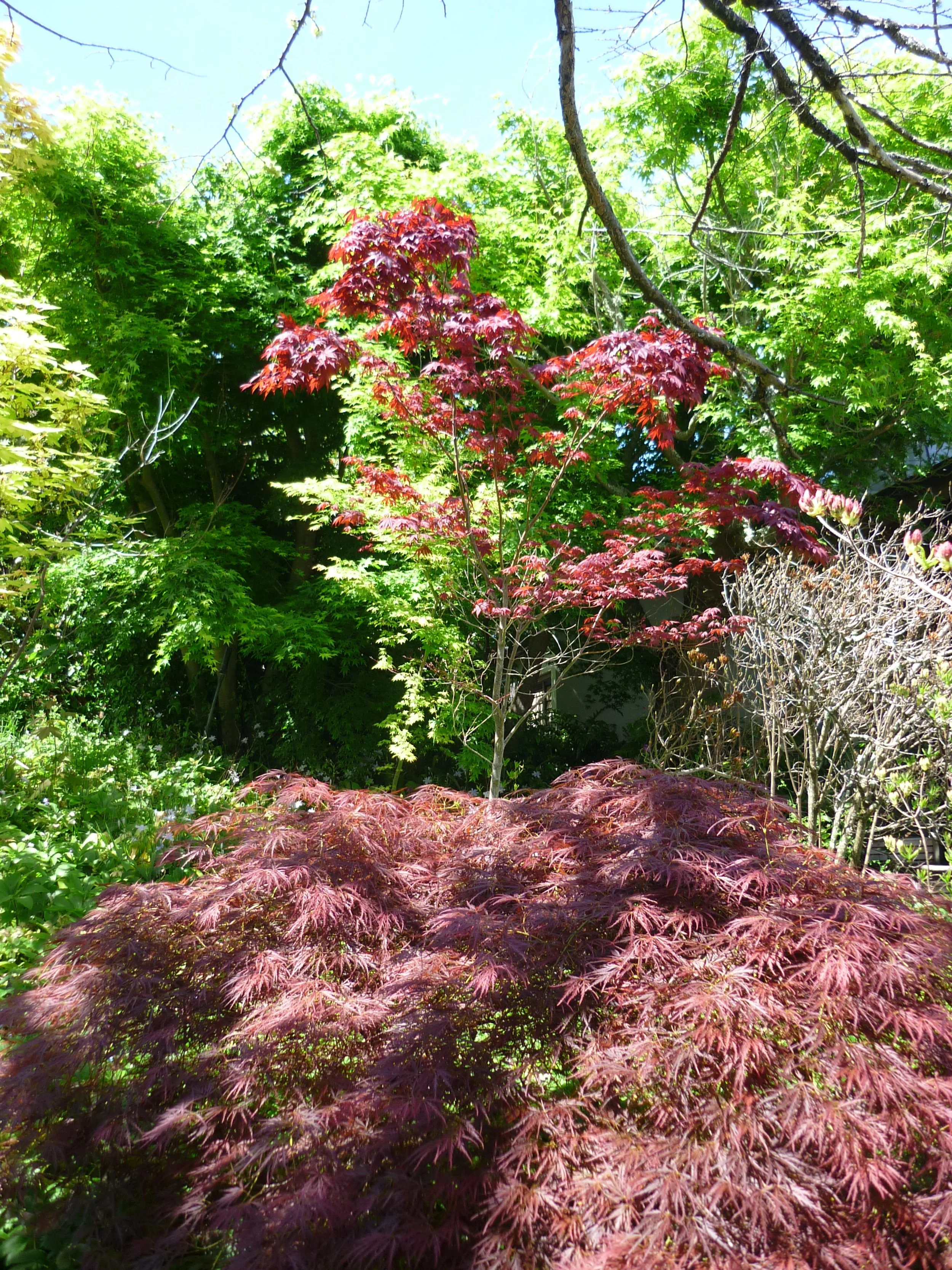 A garden with various green and red maple trees, some branches extending into the sky under a bright sunny sky.