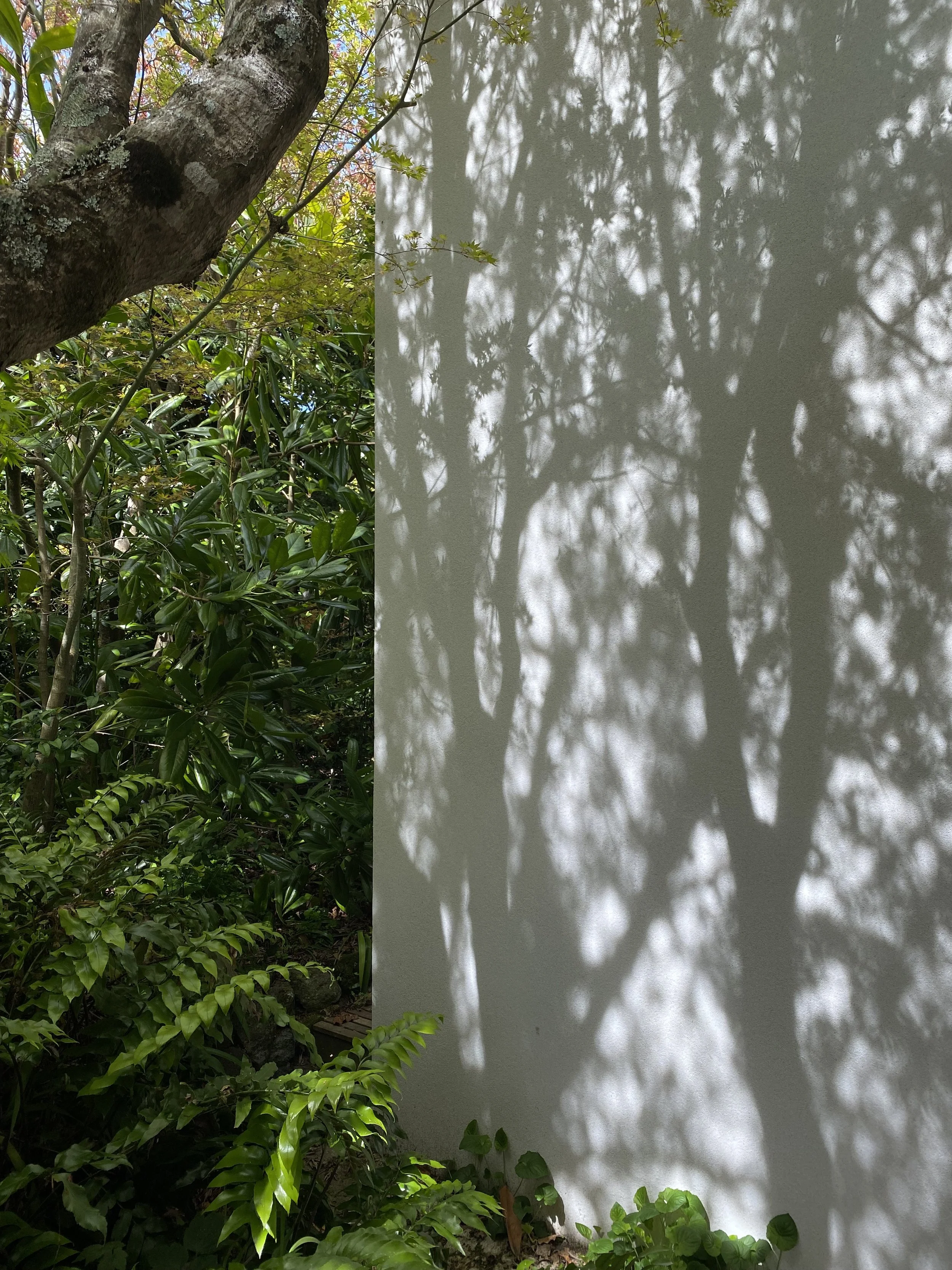 Shadow of trees cast on a white wall, with surrounding green plants and foliage.