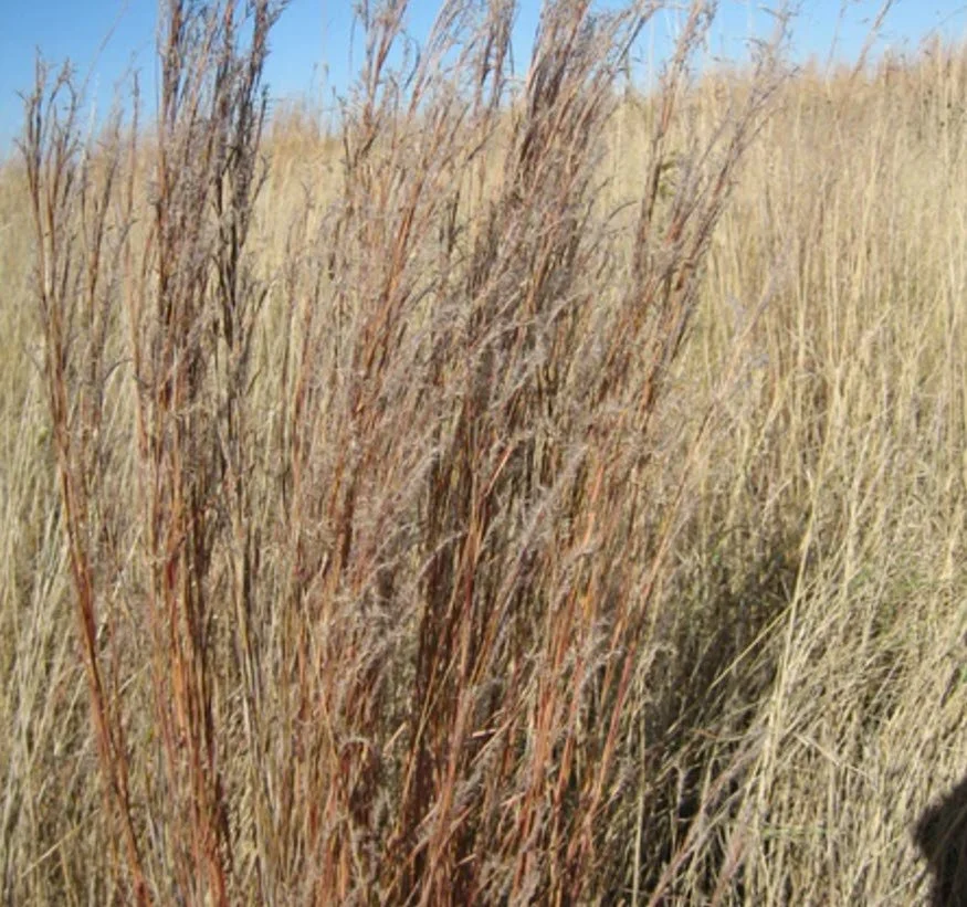 Little Bluestem.jpg