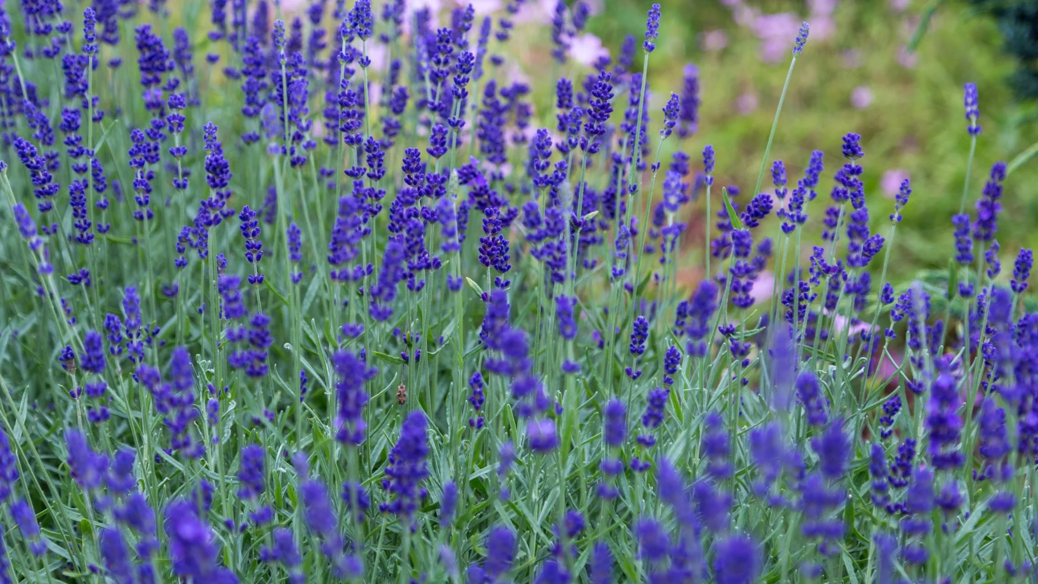 Miserable at Work? Time for a Rebirth!