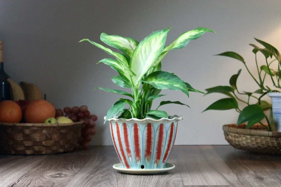 The Planter by David Johnson Ceramics — DAVID JOHNSON CERAMICS