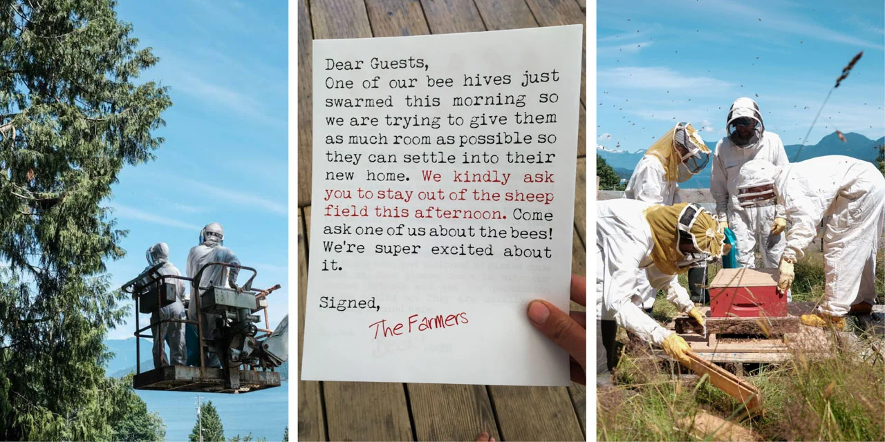 bees_collage-2.jpg