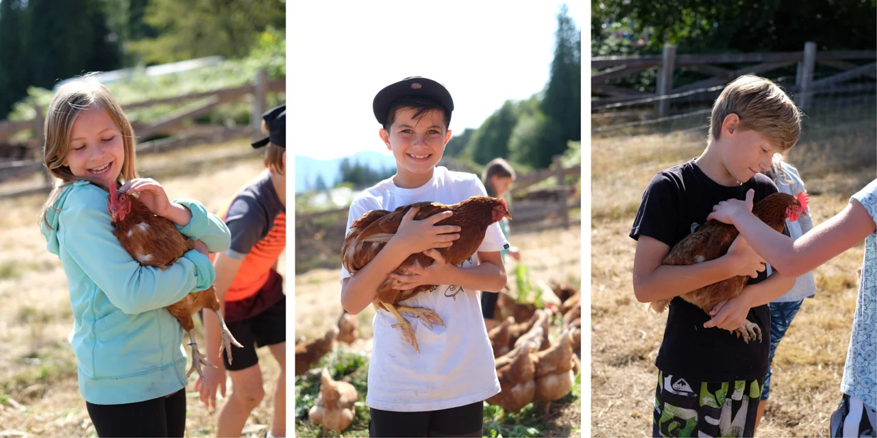 chickens-5.jpg