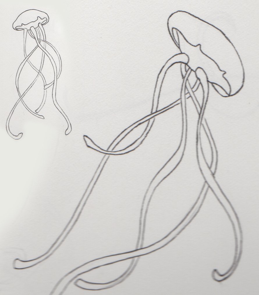 jellyfish_ drawings.jpg