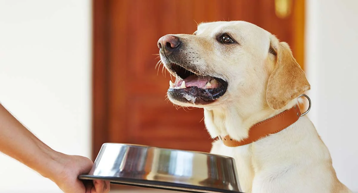 dog food picture.jpg