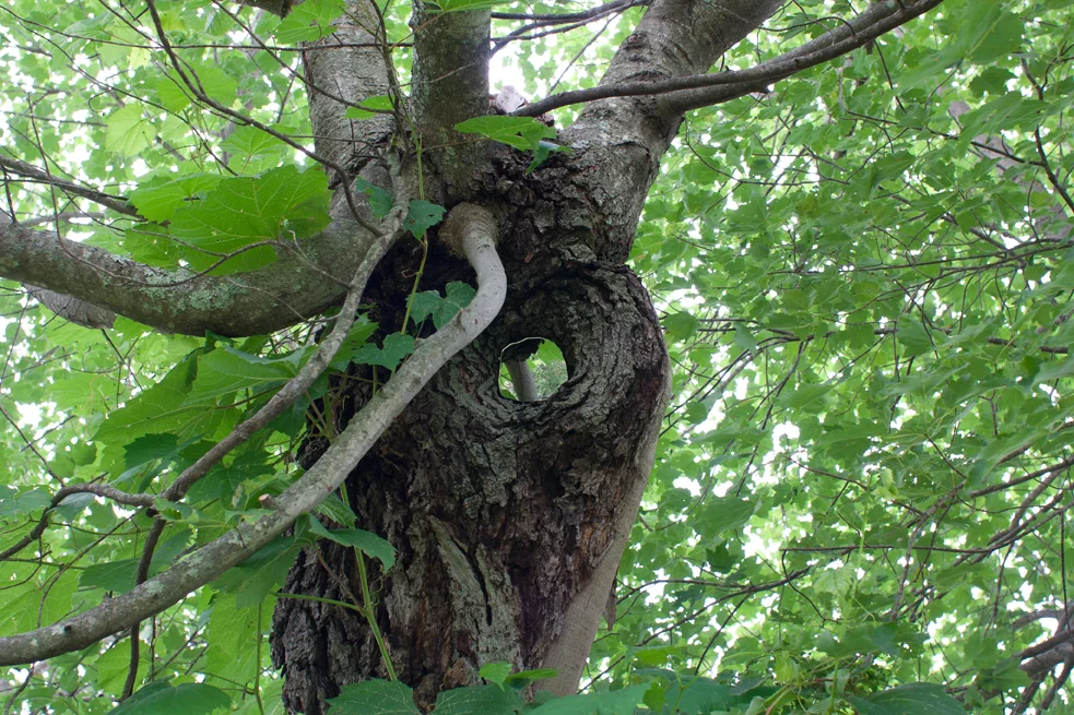 Image #4 courtesy Kevin Gutting/Daily Hampshire Gazette