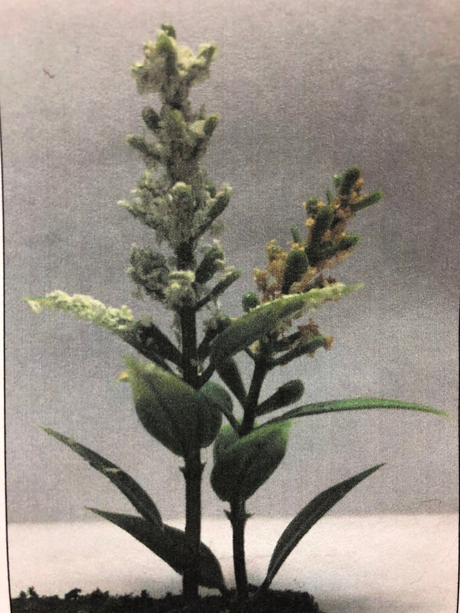 Model piece of Plant B, provided by designer