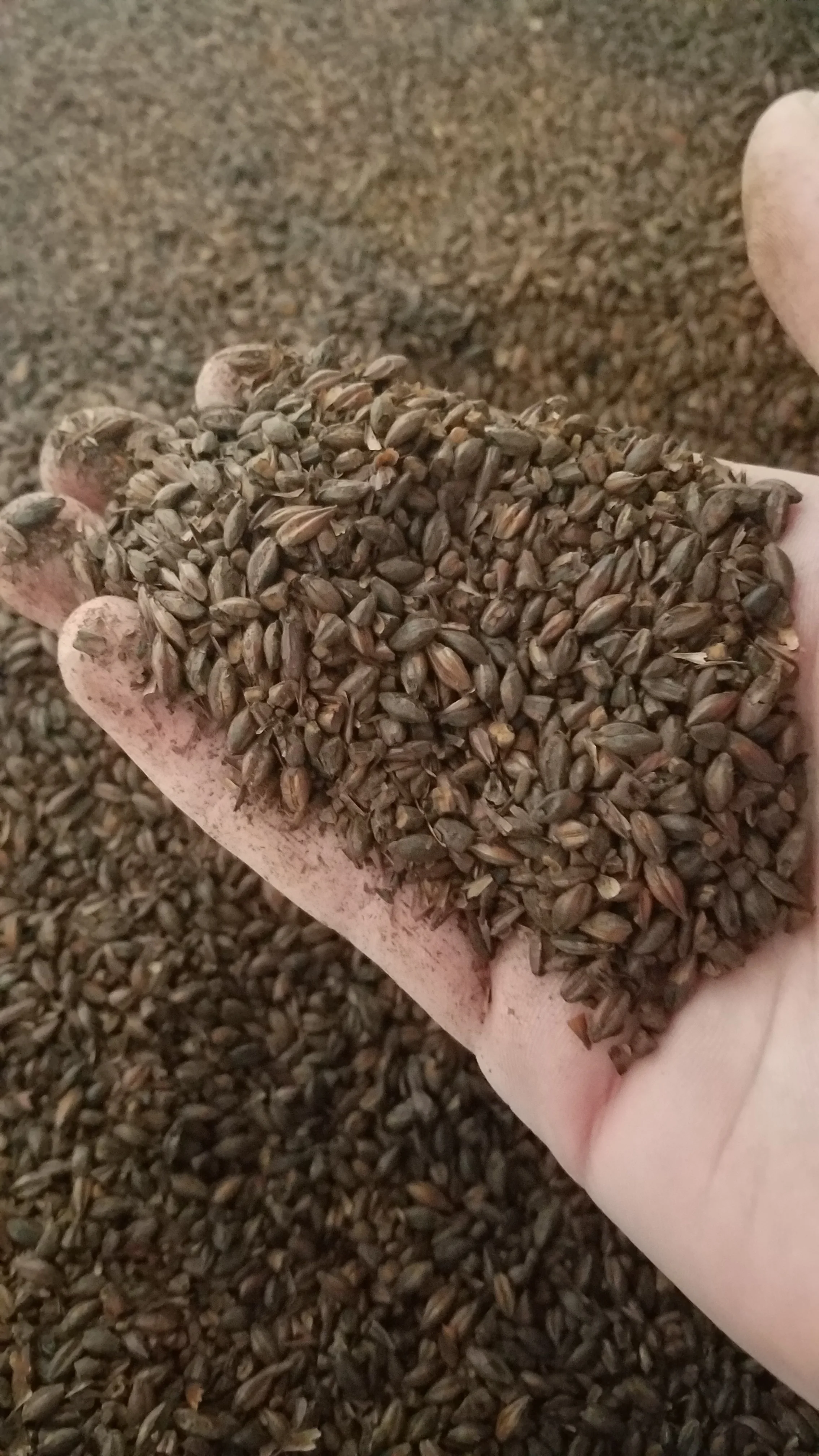 maltedbarley.jpg