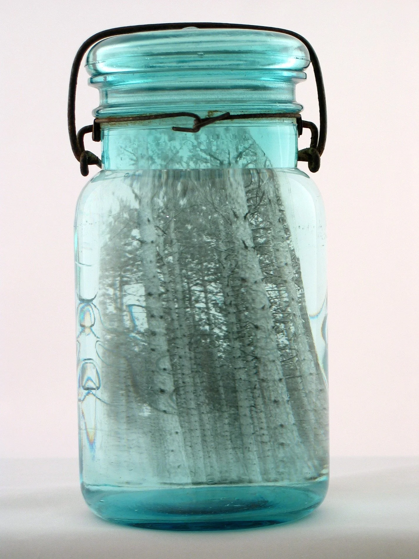 Pine Trees, U.P., 2005