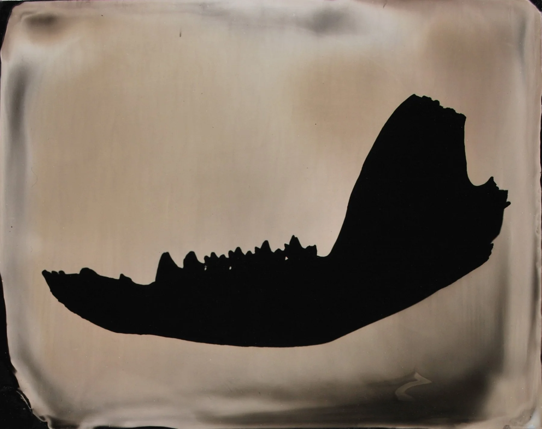 Opossum Jawbone, 2011