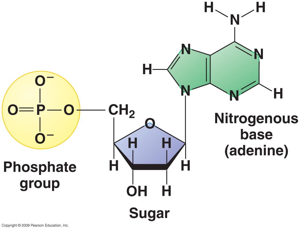 This is actually showing a nucleotide in DNA. In RNA, ribose would have two OH's, with an OH in the bottom right corner instead of the "H". 