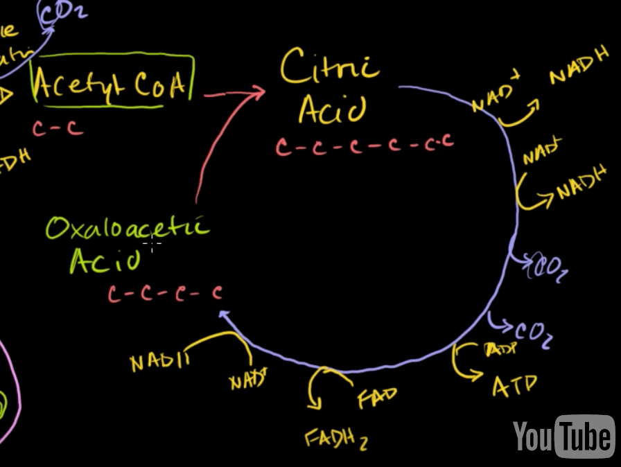 This is a screenshot from Khan Academy's video about the Krebs cycle. It's very good, you should look it up