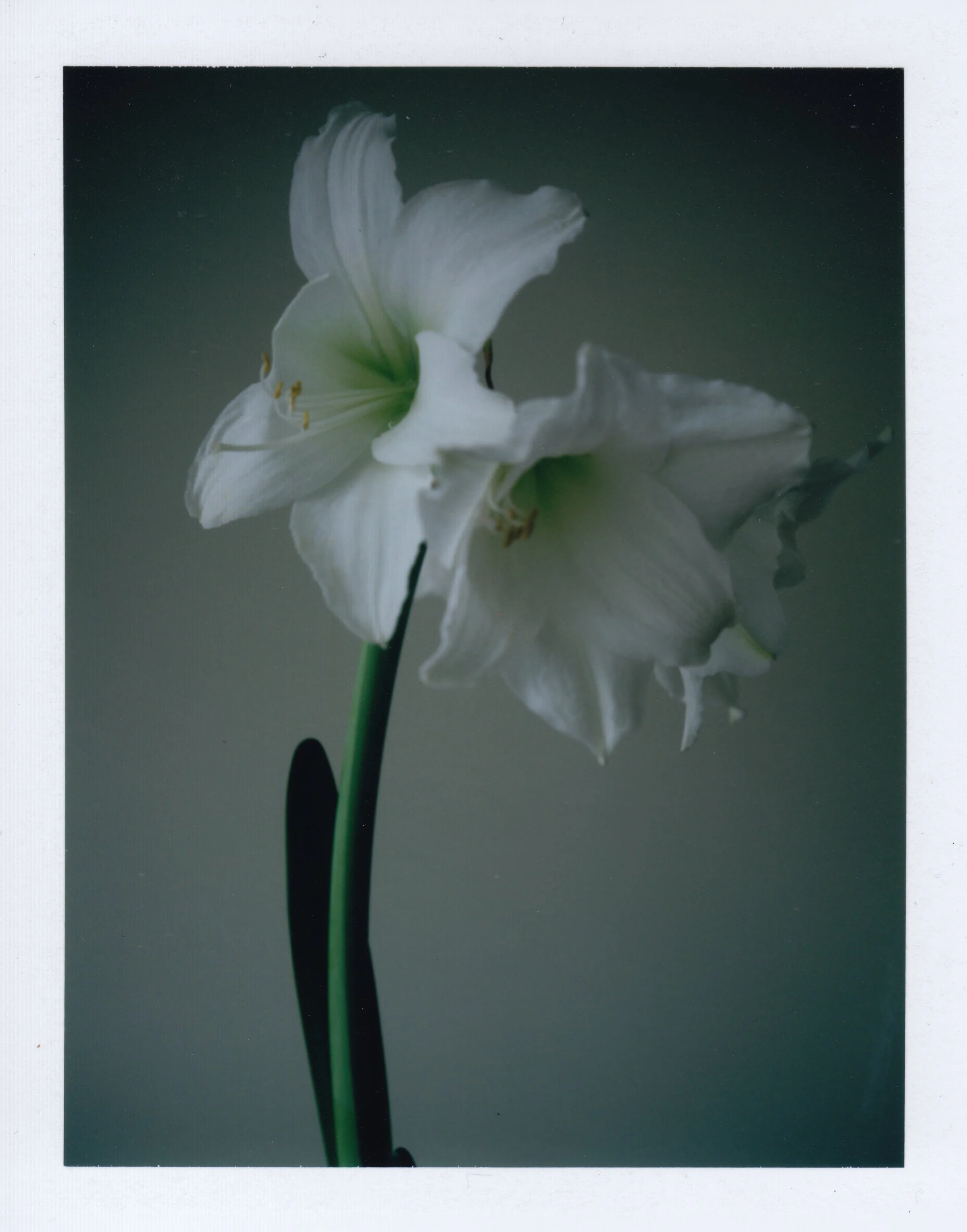 Amaryllis1v2©erikwesselo.jpg