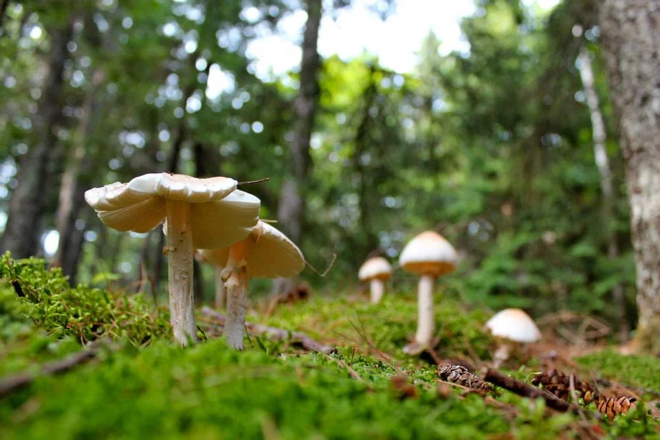 mushroom family.jpg