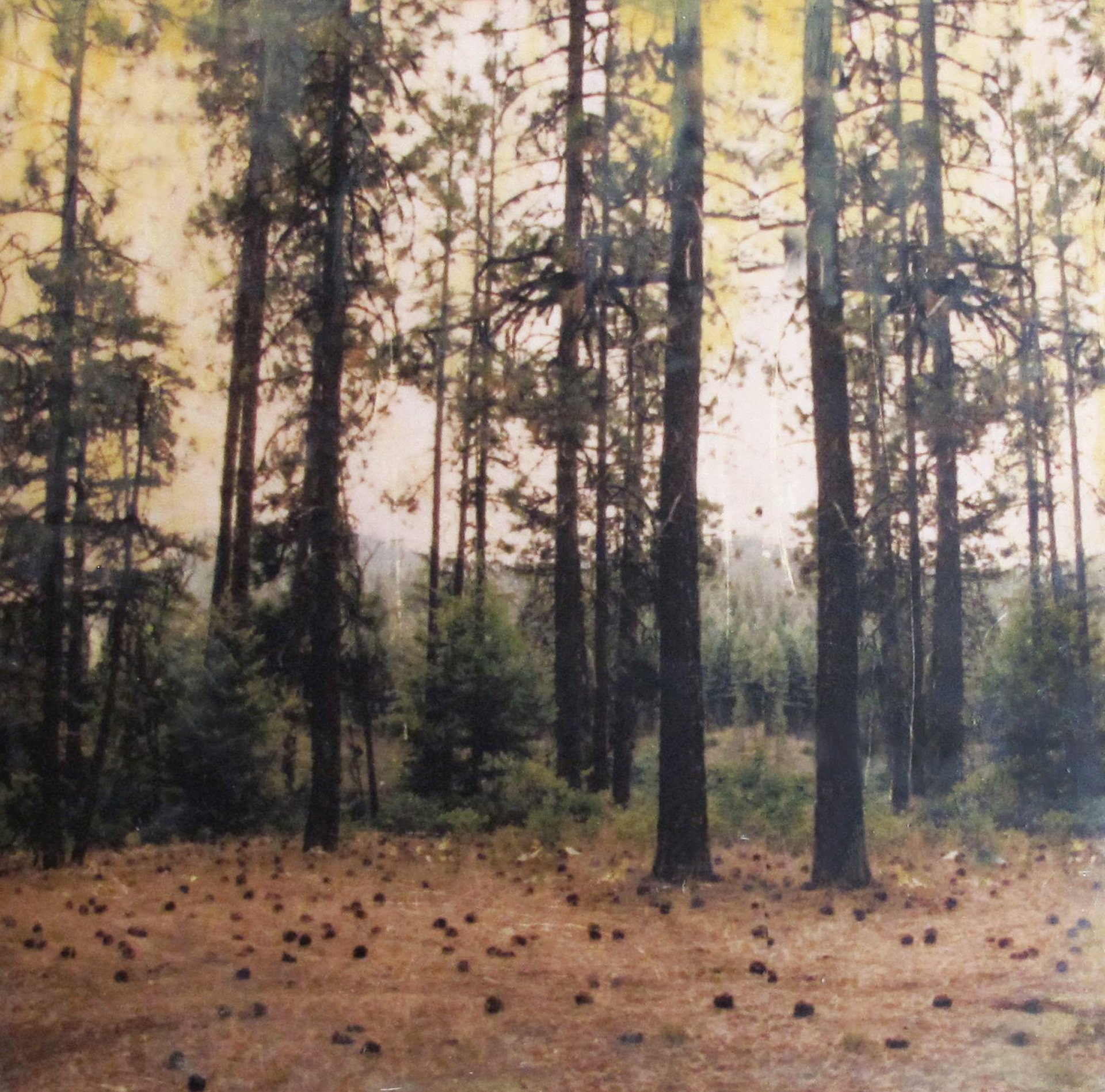 encaustic pine trees.jpg