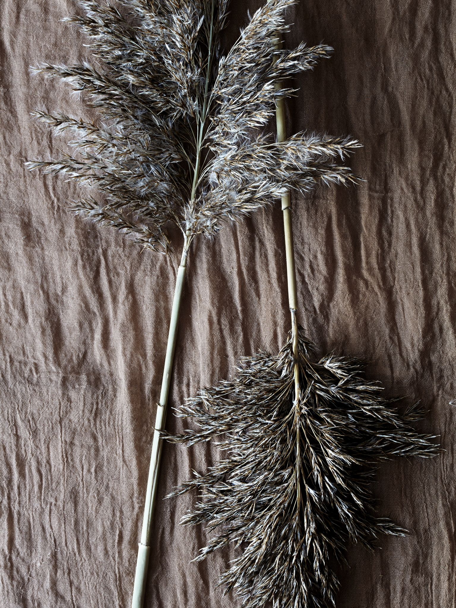 Phragmites-2531-Web.jpg