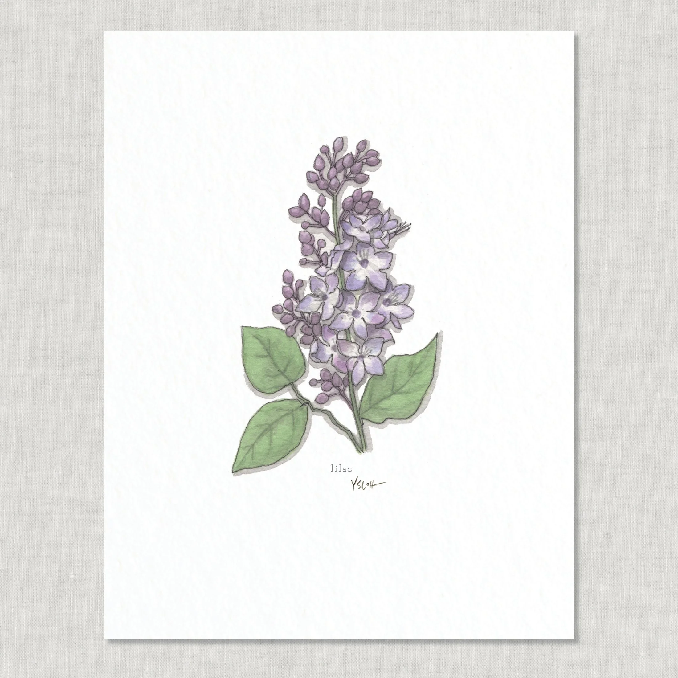 Shop_8.5x11_print_Edible Flowers19.jpg